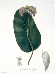 Asclepias Syriaca da 