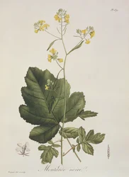 Brassica nigra da 