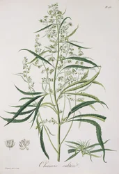 Cannabis Sativa da 