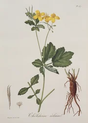 Celidonium Majus da Phytographie Medicale di Joseph Roques (1772-1850), pubblicato nel 1821
