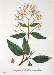 Cinchona da 