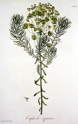 Euphorbia Cyparissias da 