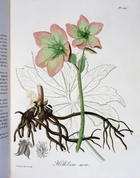 Helleborus Niger da 