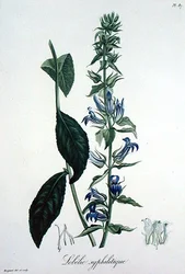 Lobelia Siphilitica da 