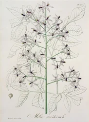 Melia Azedarach da 