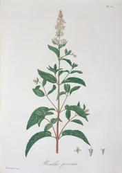 Mentha Piperita da 