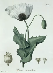 Papaver Somniferum da 
