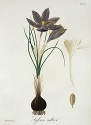 Zafferano Crocus da 