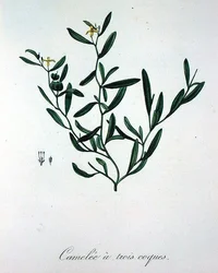 Tre camelie a conchiglia da 