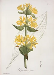 Genziana gialla da 