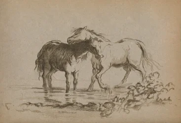Cavalli, 1903