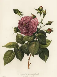 Rosa del Bengala, varietà Rosa chinensis, Bengale a grandes feuilles