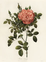 Maria Leonida, rosa ibrida, varietà Rosa bracteata
