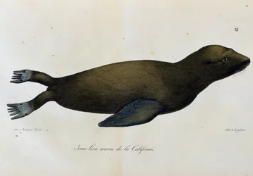 Giovane leone marino, California, da Voyage pittoresque autour du monde