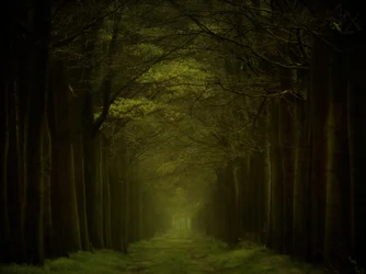 Sentiero nella foresta oscura