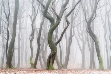 Una foresta invernale inquietante