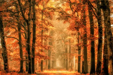 Sentiero nella foresta in autunno dorato