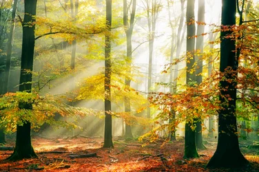 Raggi di sole nella foresta dorata