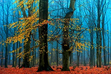 Foresta autunnale avvolta dalla nebbia