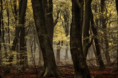 Foresta autunnale avvolta dalla nebbia