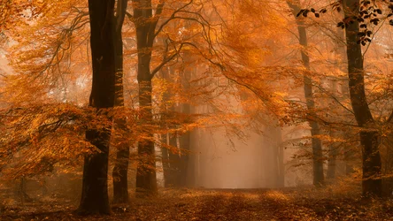 Sentiero nella foresta autunnale avvolta dalla nebbia