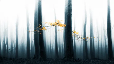 Il bagliore della foresta nebbiosa