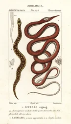 Vipera a squame seghettate, Echis carinatus 1, e serpente foglia di Madagascar, Langaha madagascariensis 2