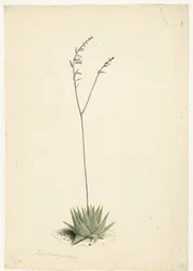 Aloe in fiore