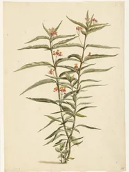 Fiore di Asclepias curassavica in fiore