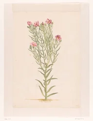 Pianta con fiori rosa