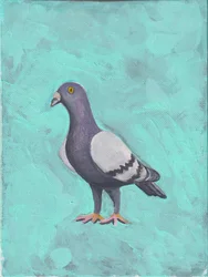 Piccione c.2023 (acrilico su tela)