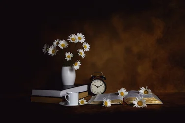 Daisies Books - Pace mattutina