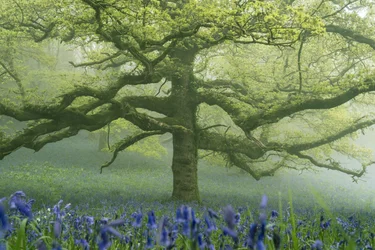 Ancient Greens 2, 2025 (foto)