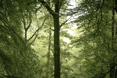 Branchline, 2024 (foto)