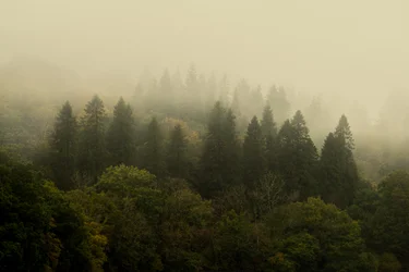 Foresta di nuvole, 2024 (foto)