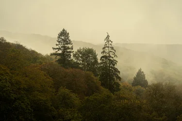 Cloud Forest III, 2024 (foto)
