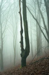 Bosco dimenticato, 2024 (foto)