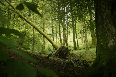 Albero della Sentinella, 2024 (foto)