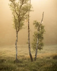 Racconti della foresta IIII, 2024 (foto)