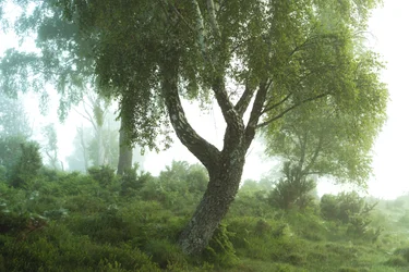 Racconti della foresta III, 2024 (foto)