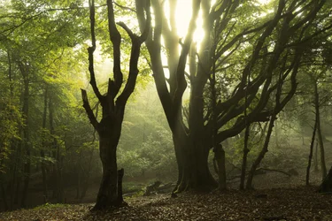 Racconti della foresta II, 2024 (foto)