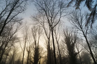 Reverie del bosco, 2023 (foto)