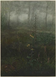 Verbasco grigio nel sottobosco