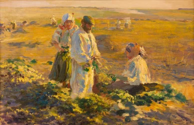 Raccolta delle Barbabietole