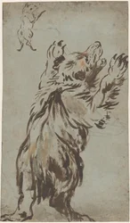 Studi di un Orso