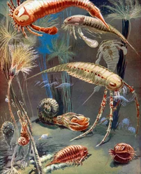La vita nei mari del Paleozoico (litografia a colori)