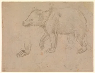 Un orso che cammina