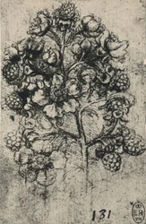 Un ramo di rovi, c1480-1945