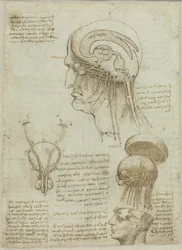 Foglio di manoscritto con disegni anatomici e note