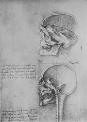 Disegni anatomici di due teschi in profilo a sinistra